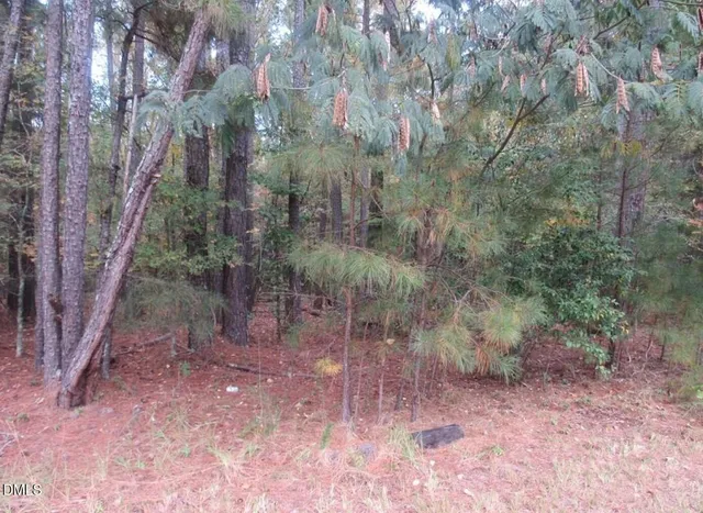 a view of a forest with trees