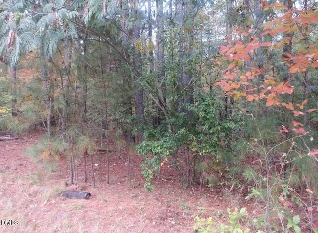 a view of a forest with a tree