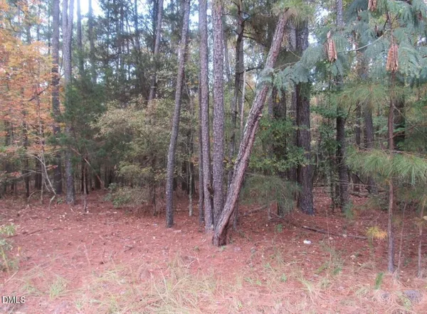 a view of a forest with trees