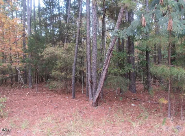 a view of a forest with trees