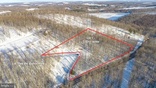 a view of a forest with a tree