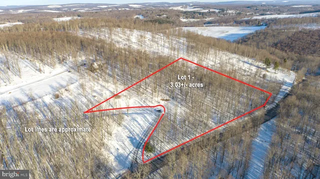 a view of a forest with a tree