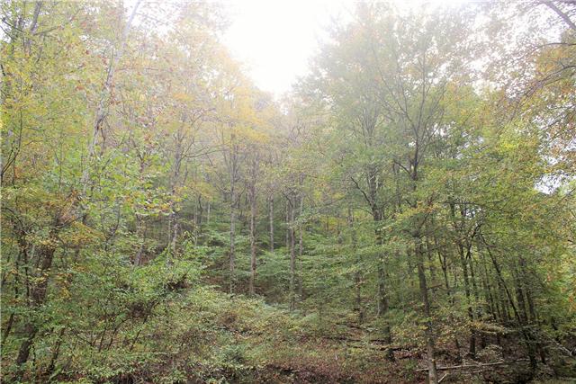2226 Mt Pleasant Cemetery Road Primm Springs, TN 38476 - Photo 17 of 20 Gallery Image 17