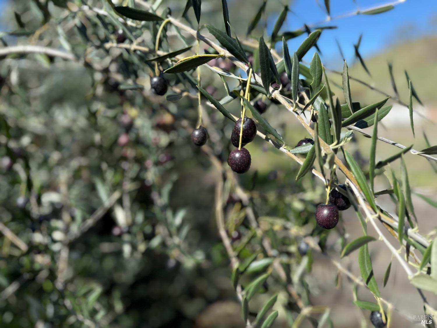 3213 Franz Valley Road Santa Rosa, CA 95404 - Photo 11 of 12