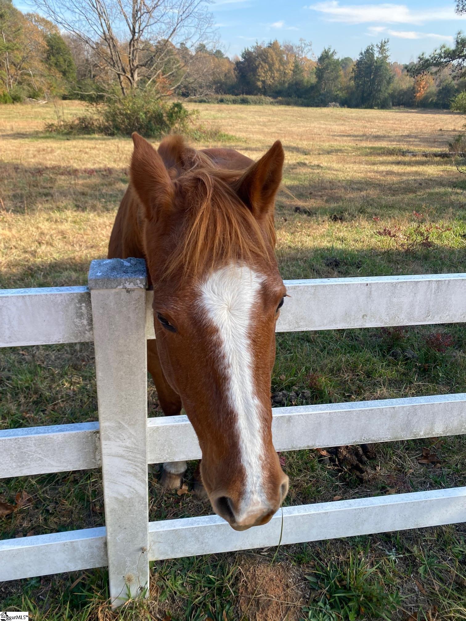 0 252nd Highway Laurens, SC 29360 - Photo 11 of 12