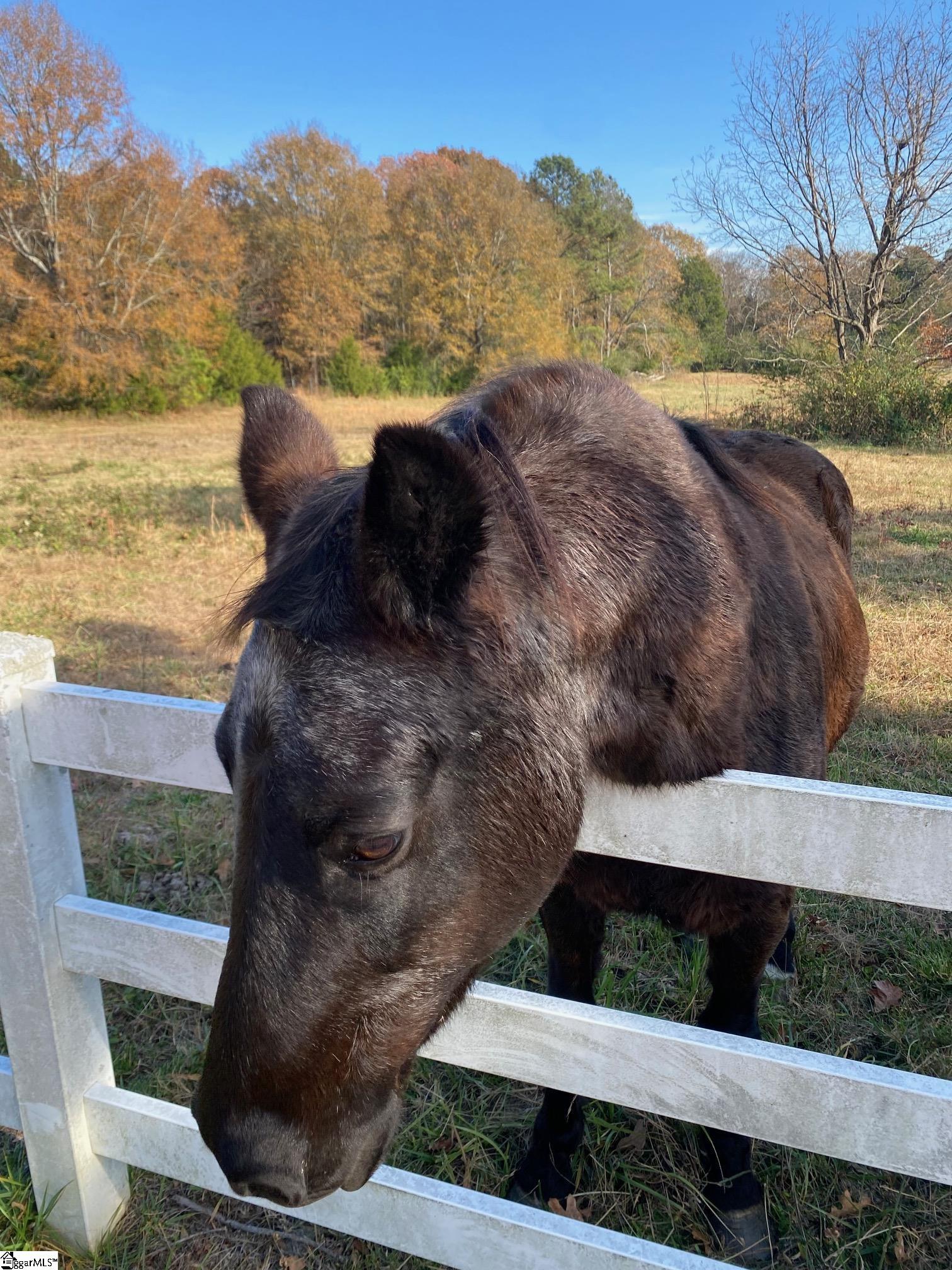 0 252nd Highway Laurens, SC 29360 - Photo 10 of 12