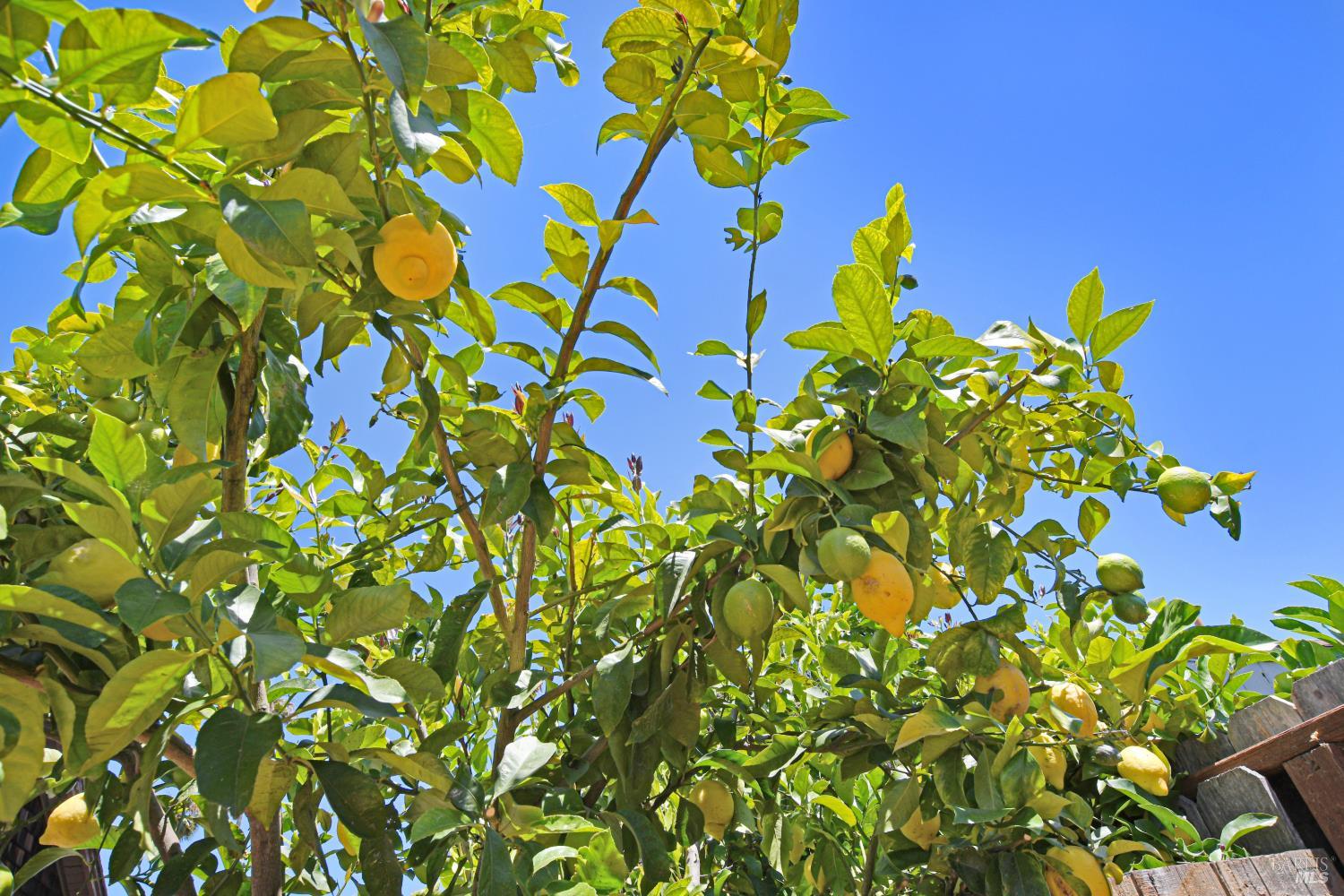 866 Yuba Drive Santa Rosa, CA 95407 - Photo 70 of 73 SIDE YARD OF COTTAGE- LEMON TREE