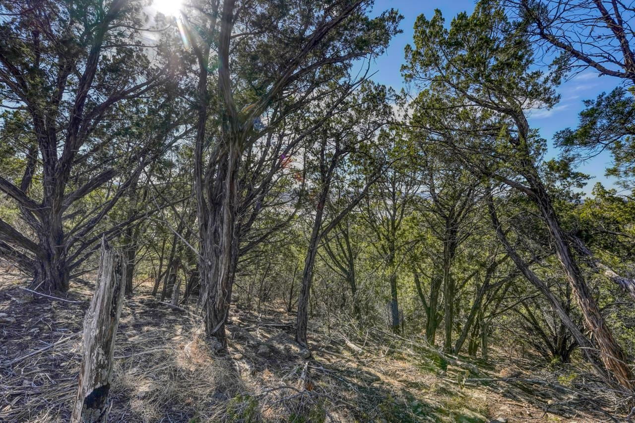 1007 Ed Low Drive Burnet, TX 78611 - Photo 5 of 15 a view of a forest