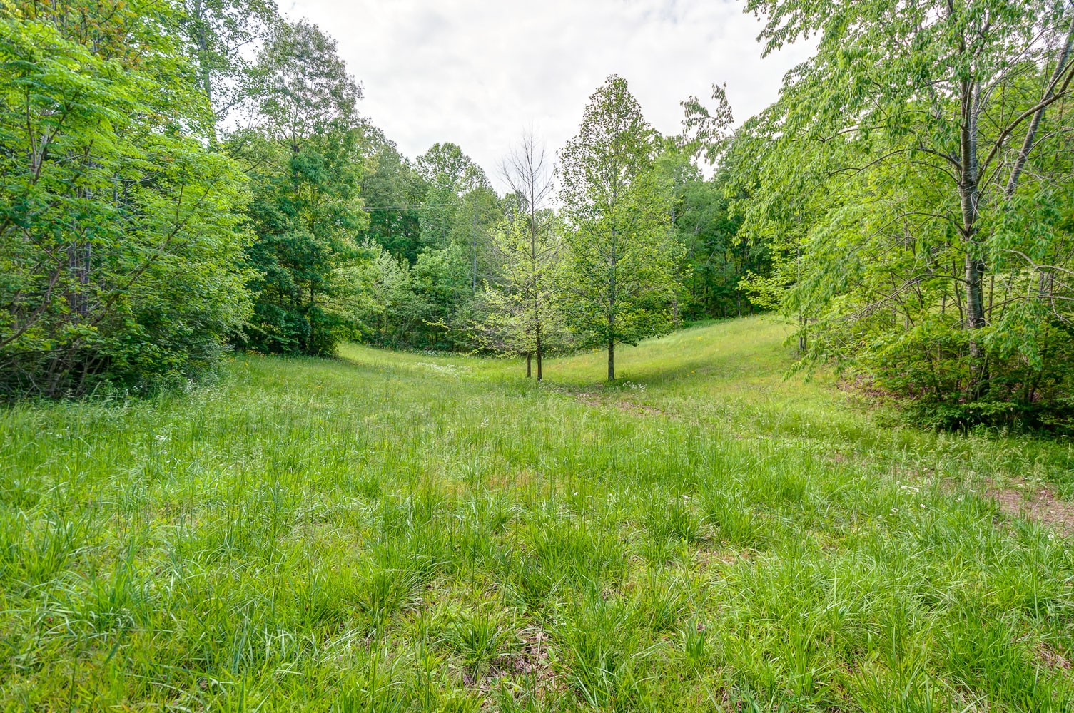 105 Fisher Road Dickson, TN 37055 - Photo 41 of 43 a view of yard with green space