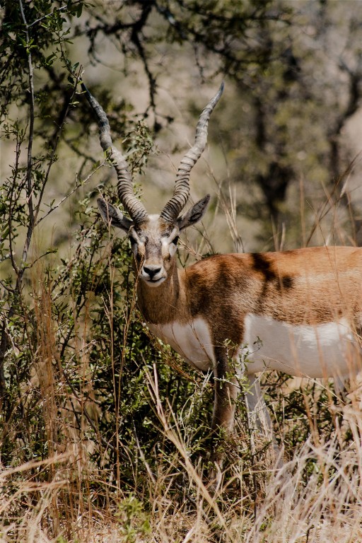 Lot 9 Stanton Road Johnson City, TX 78636 - Photo 11 of 14 a view of a yard