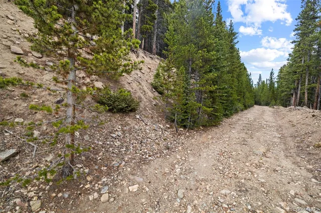 a view of a forest with trees in the background
