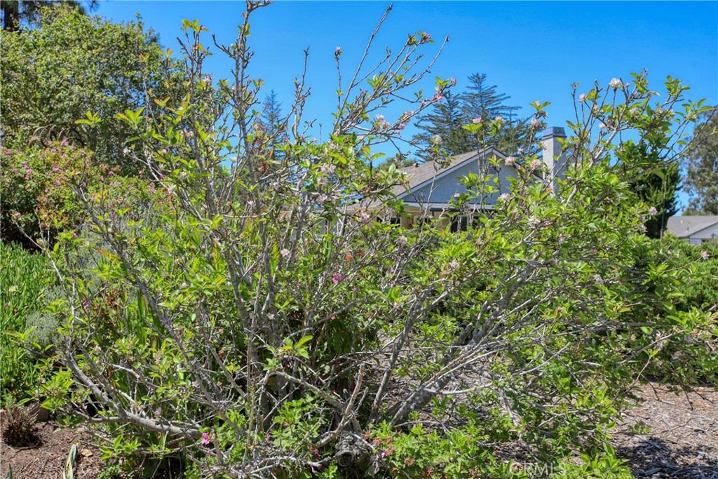 435 Eucalyptus Road Nipomo, CA 93444 - Photo 50 of 75