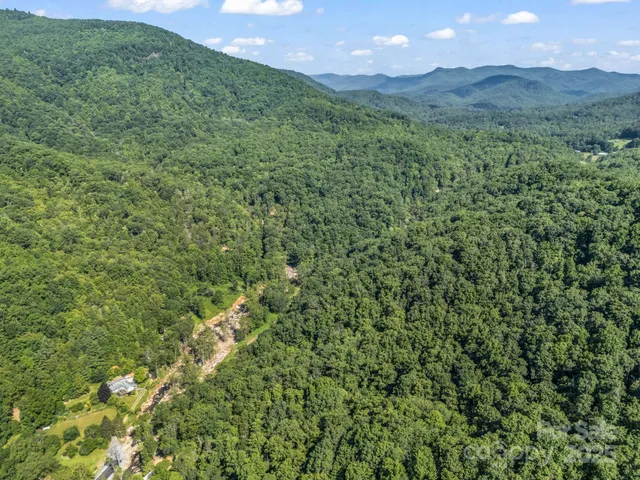 a view of a lush green forest with a mountain