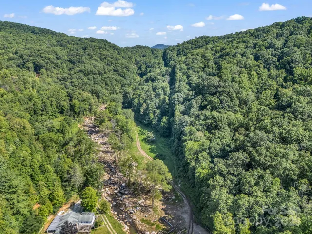 a view of a lush green forest with a lush green forest
