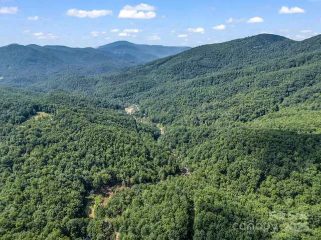 a view of a lush green forest with lots of trees