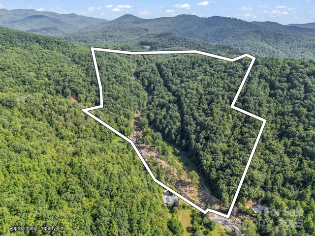 a view of a forest with a mountain