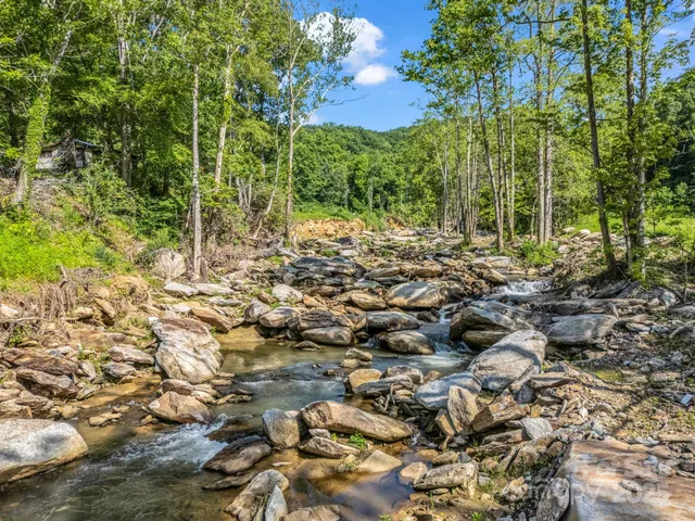 a view of a forest with a tree
