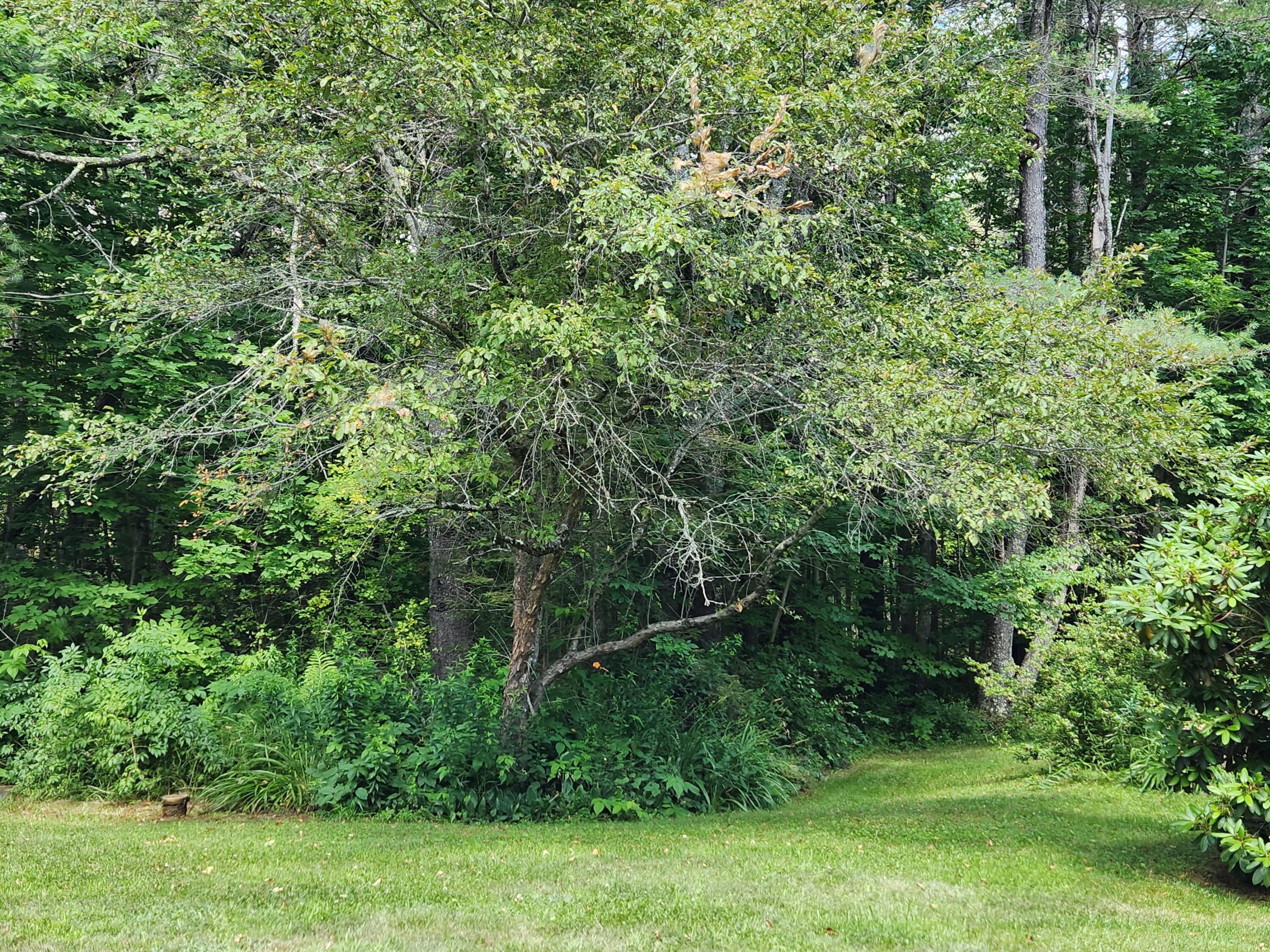 513 Buzzell Hill Road Hope, ME 04847 - Photo 33 of 48 20250723_121723