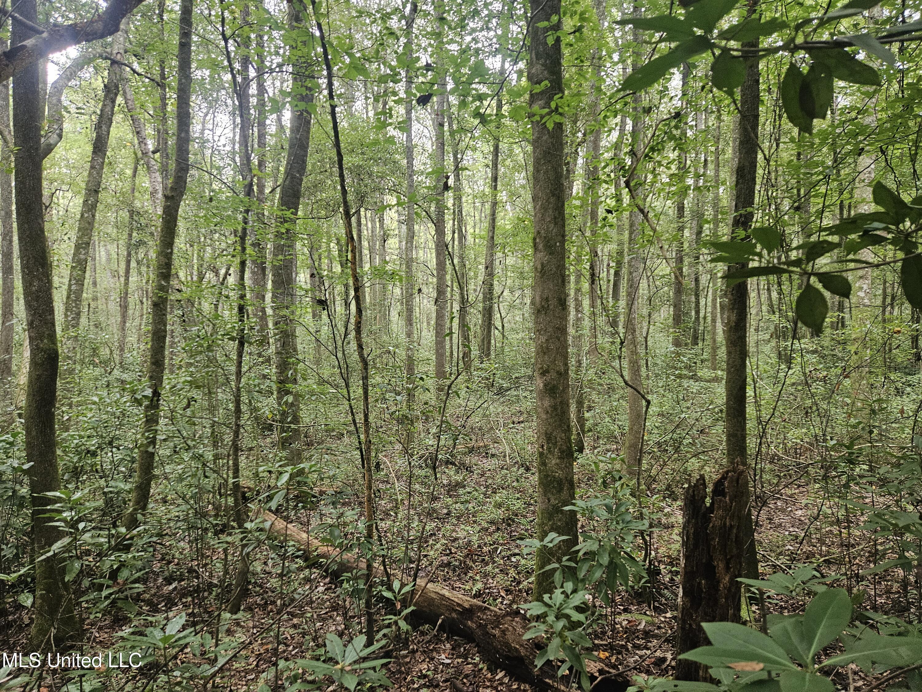 Simpson Hwy Mount Mount Olive, MS 39119 - Photo 13 of 82 20250902_093102