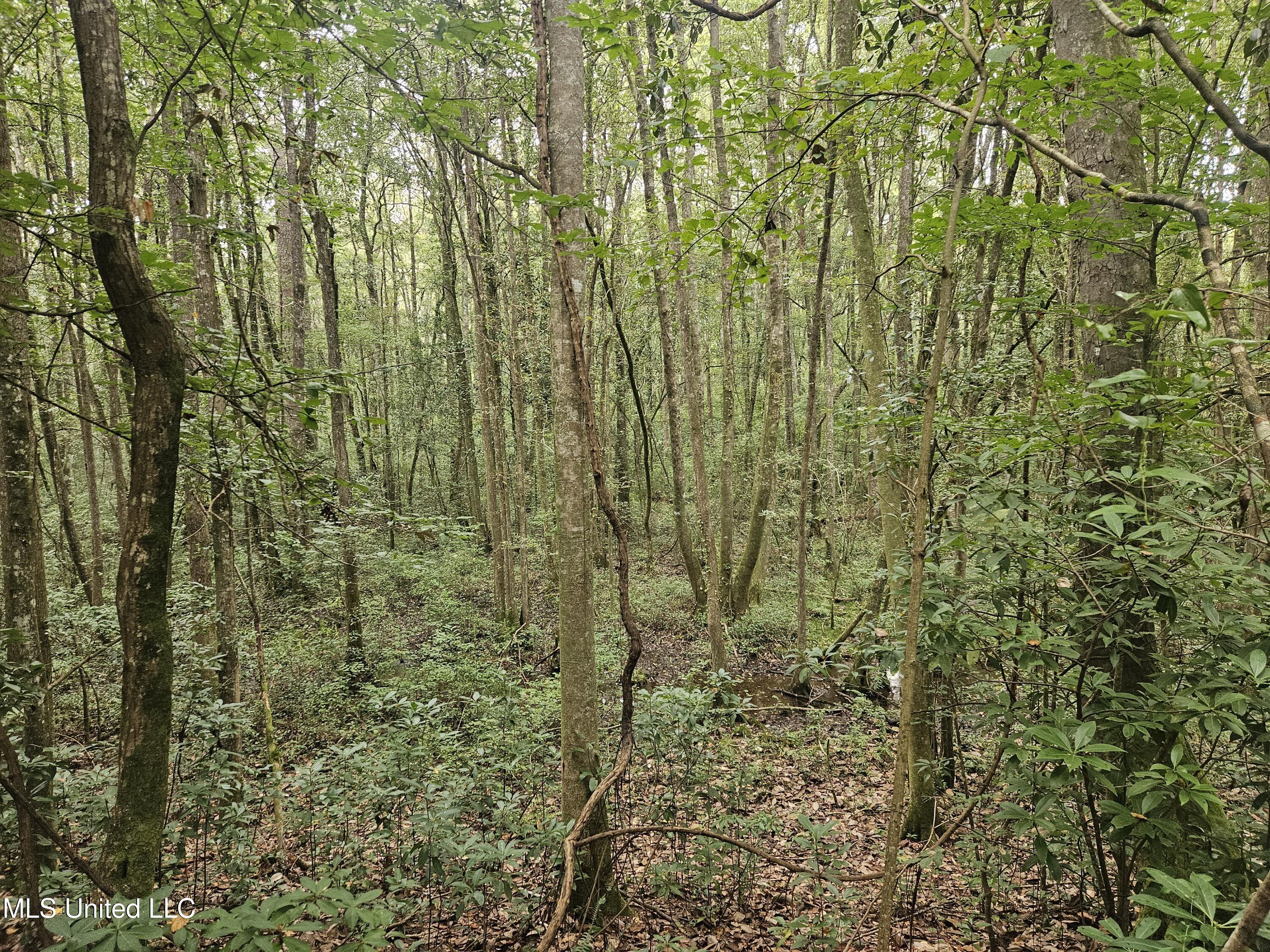 Simpson Hwy Mount Mount Olive, MS 39119 - Photo 17 of 82 20250902_093435