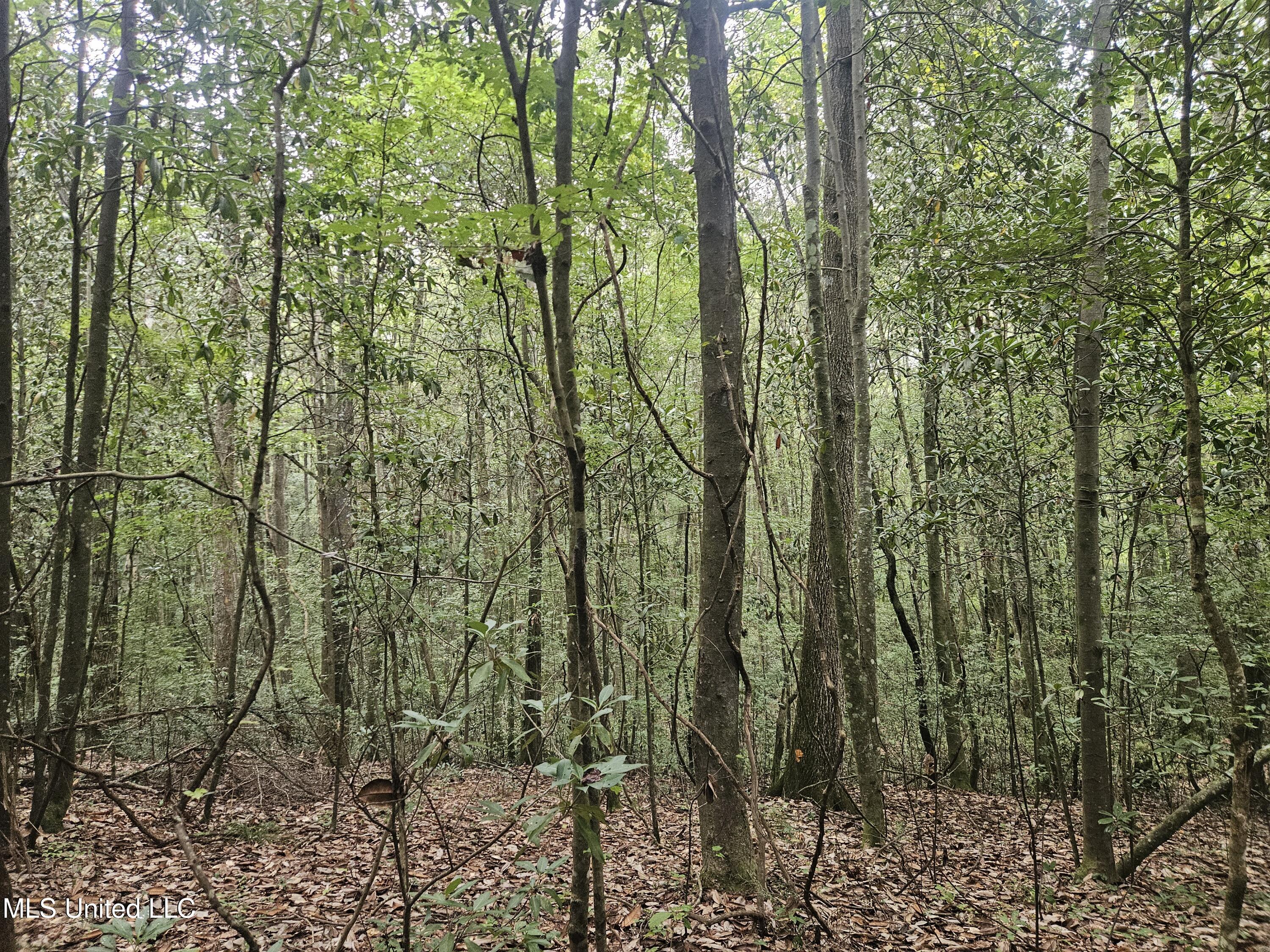 Simpson Hwy Mount Mount Olive, MS 39119 - Photo 2 of 82 20250902_091919