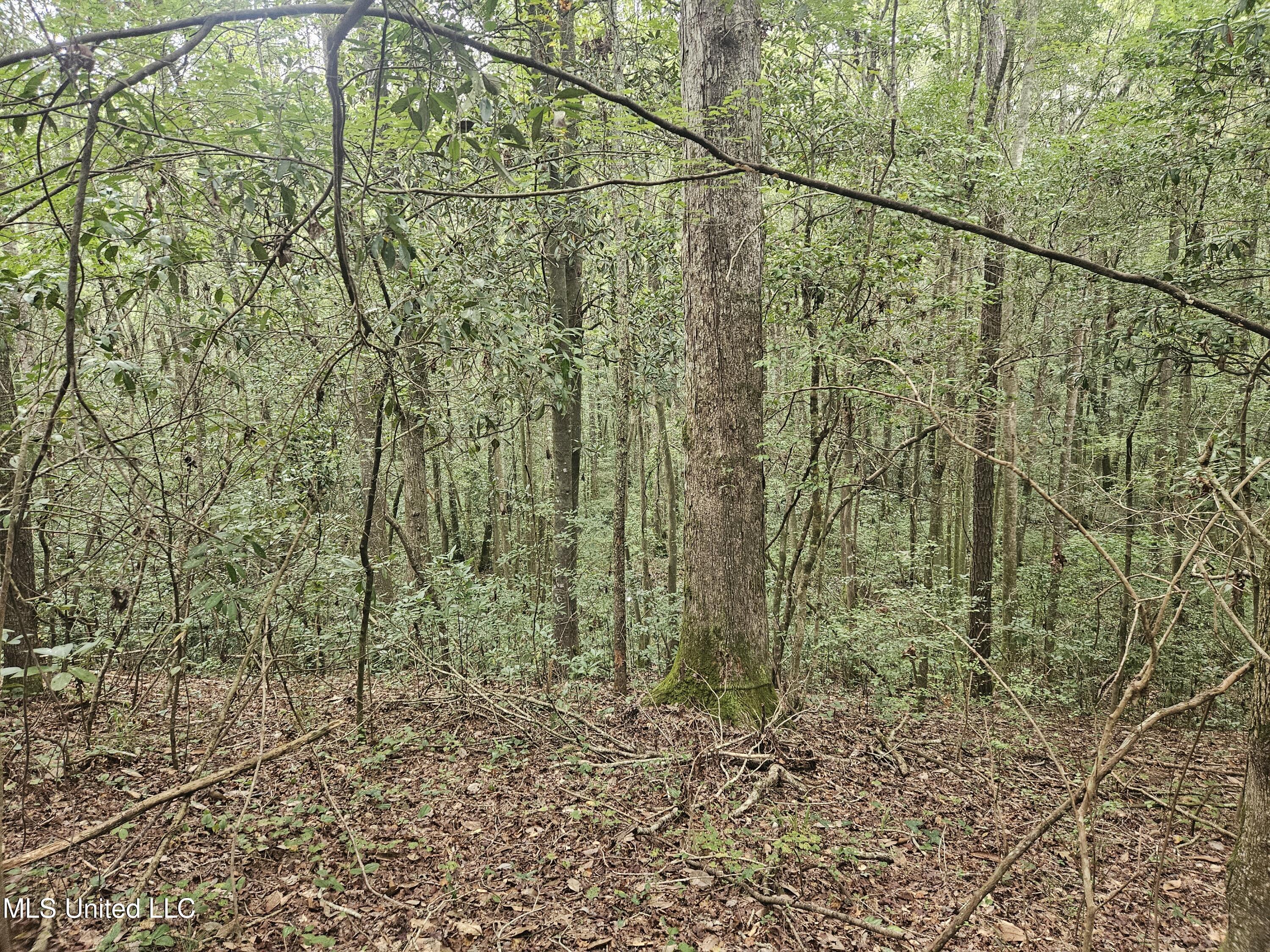 Simpson Hwy Mount Mount Olive, MS 39119 - Photo 3 of 82 20250902_092022