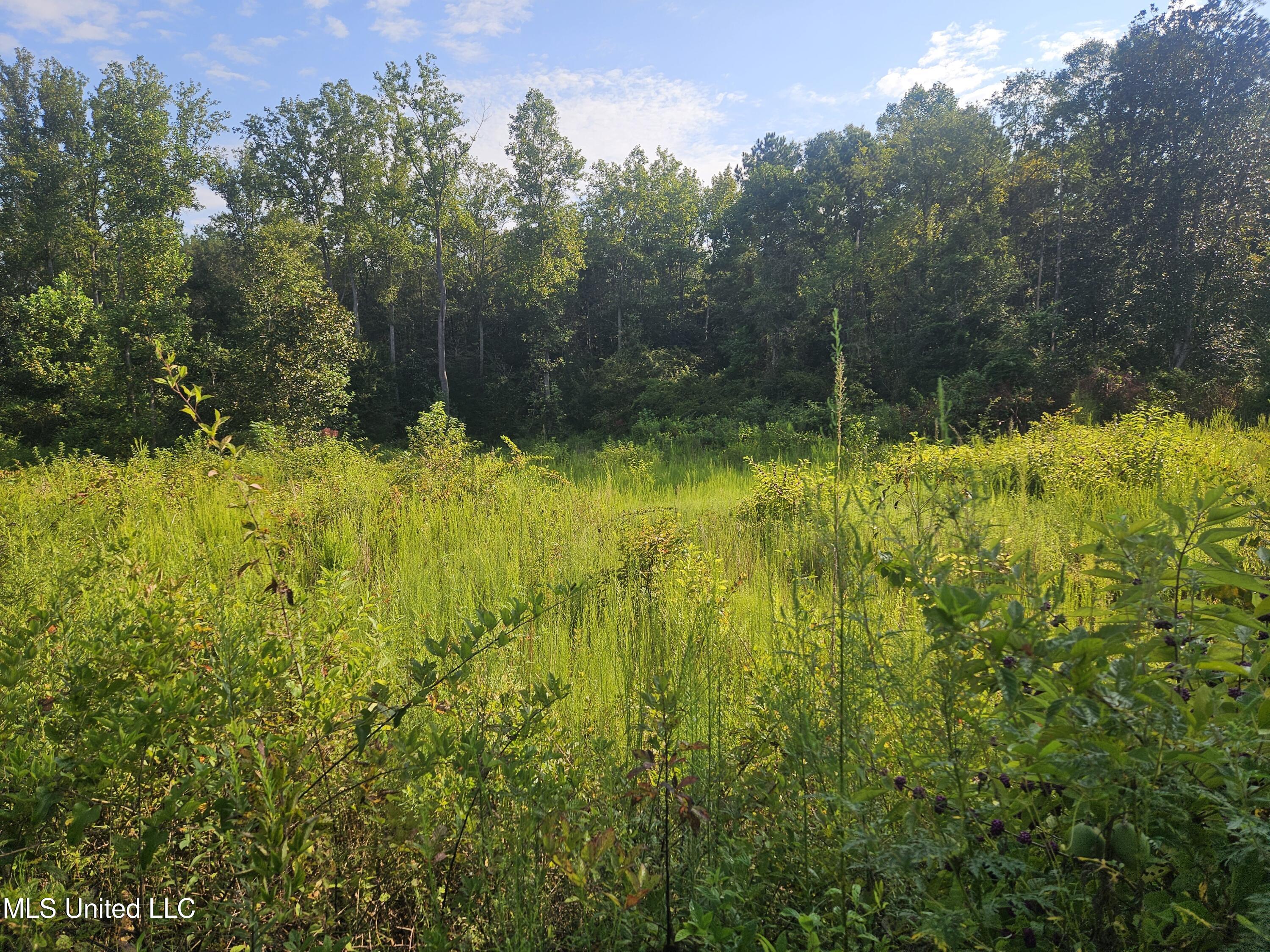 Simpson Hwy Mount Mount Olive, MS 39119 - Photo 33 of 82 20250903_085927