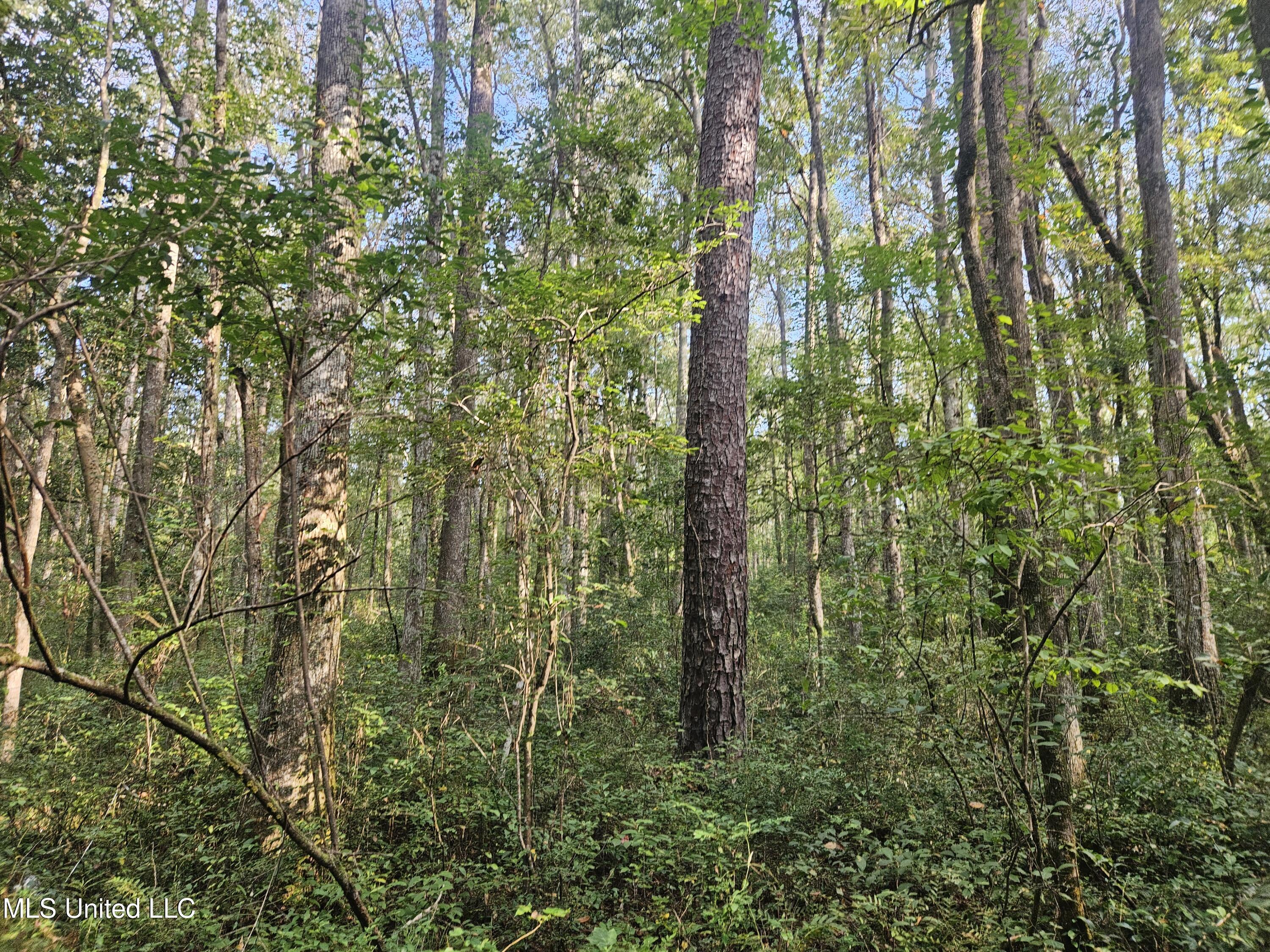 Simpson Hwy Mount Mount Olive, MS 39119 - Photo 38 of 82 20250903_091445