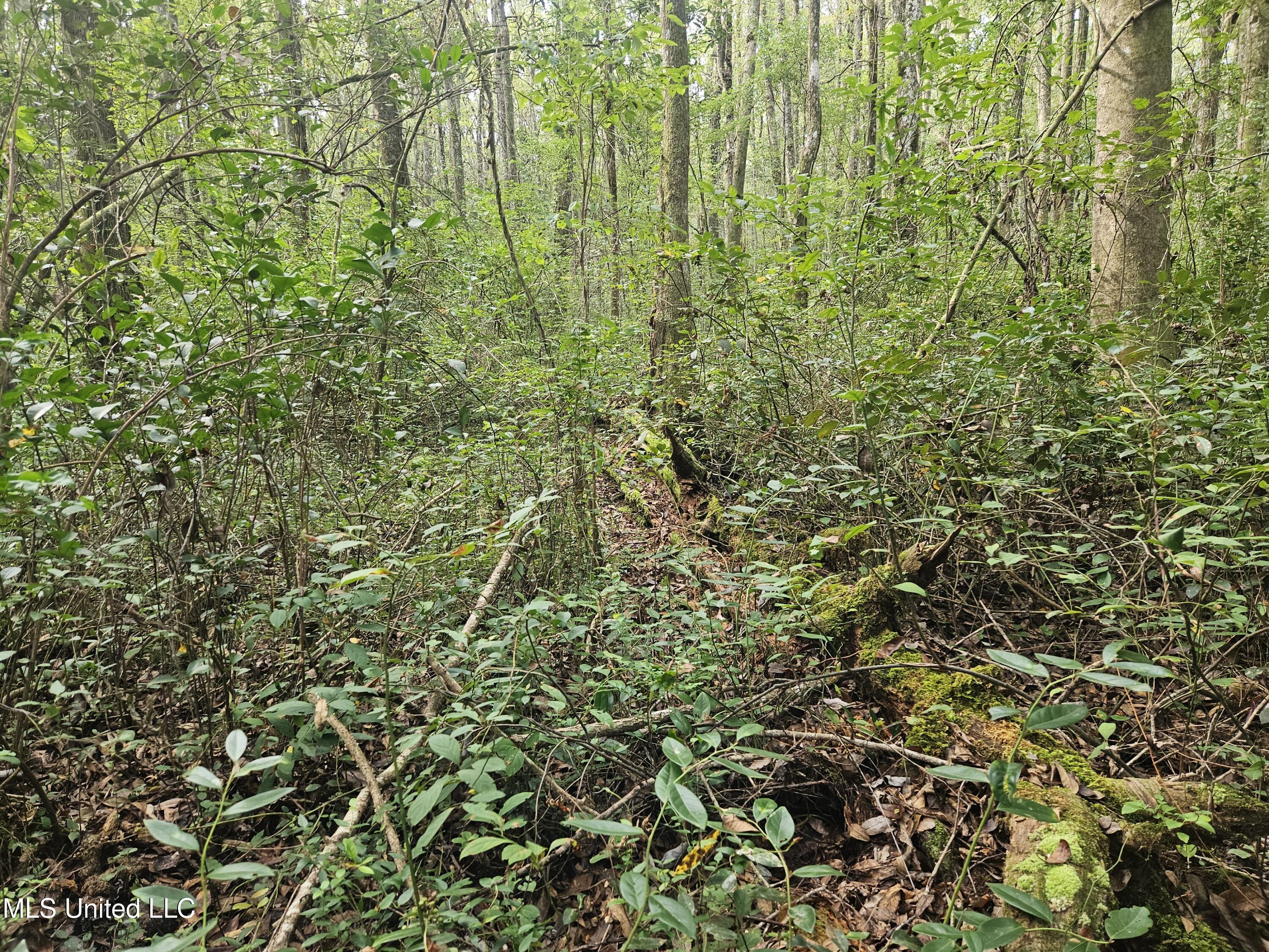 Simpson Hwy Mount Mount Olive, MS 39119 - Photo 39 of 82 20250903_091625