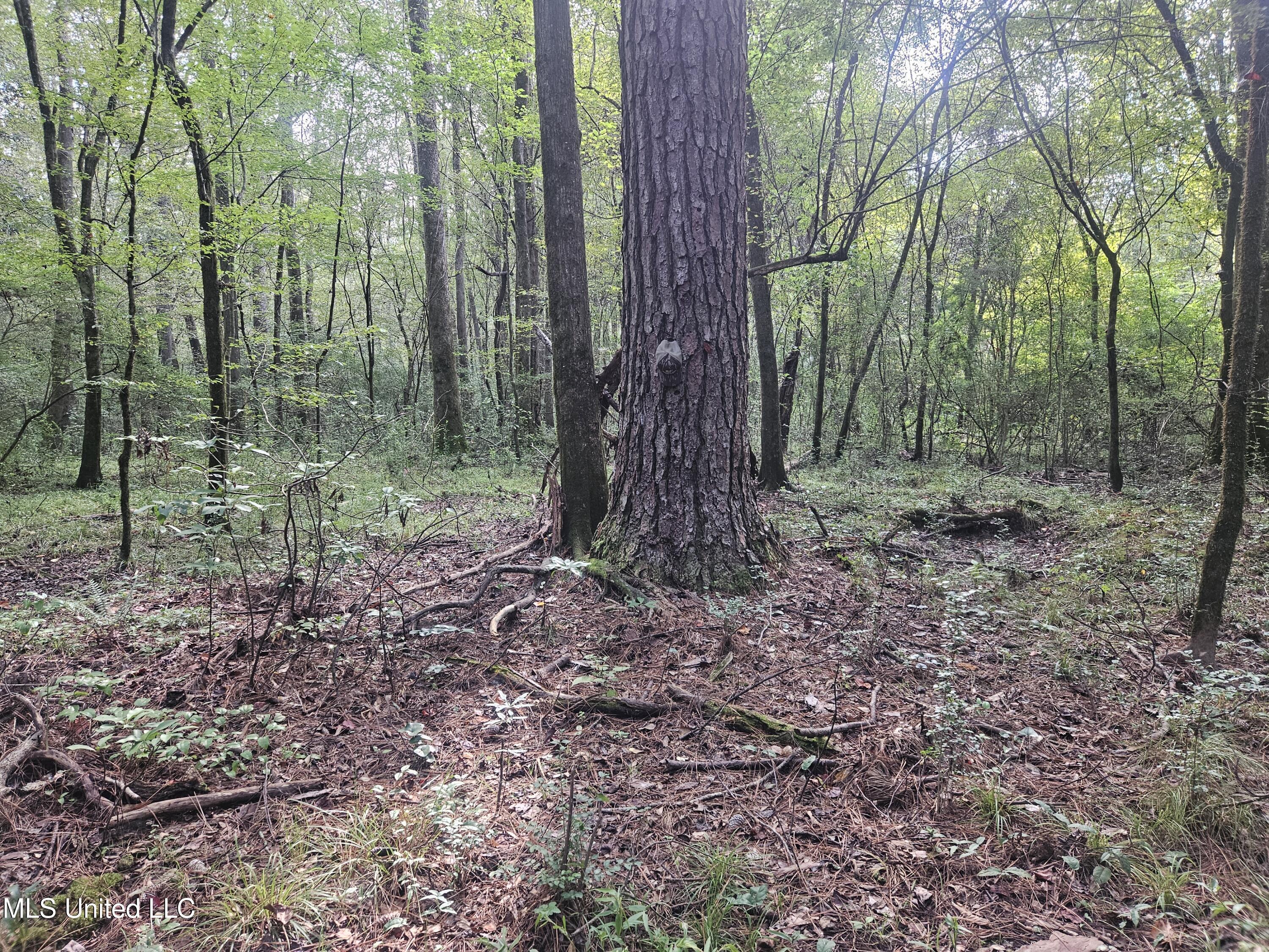 Simpson Hwy Mount Mount Olive, MS 39119 - Photo 42 of 82 20250903_092926