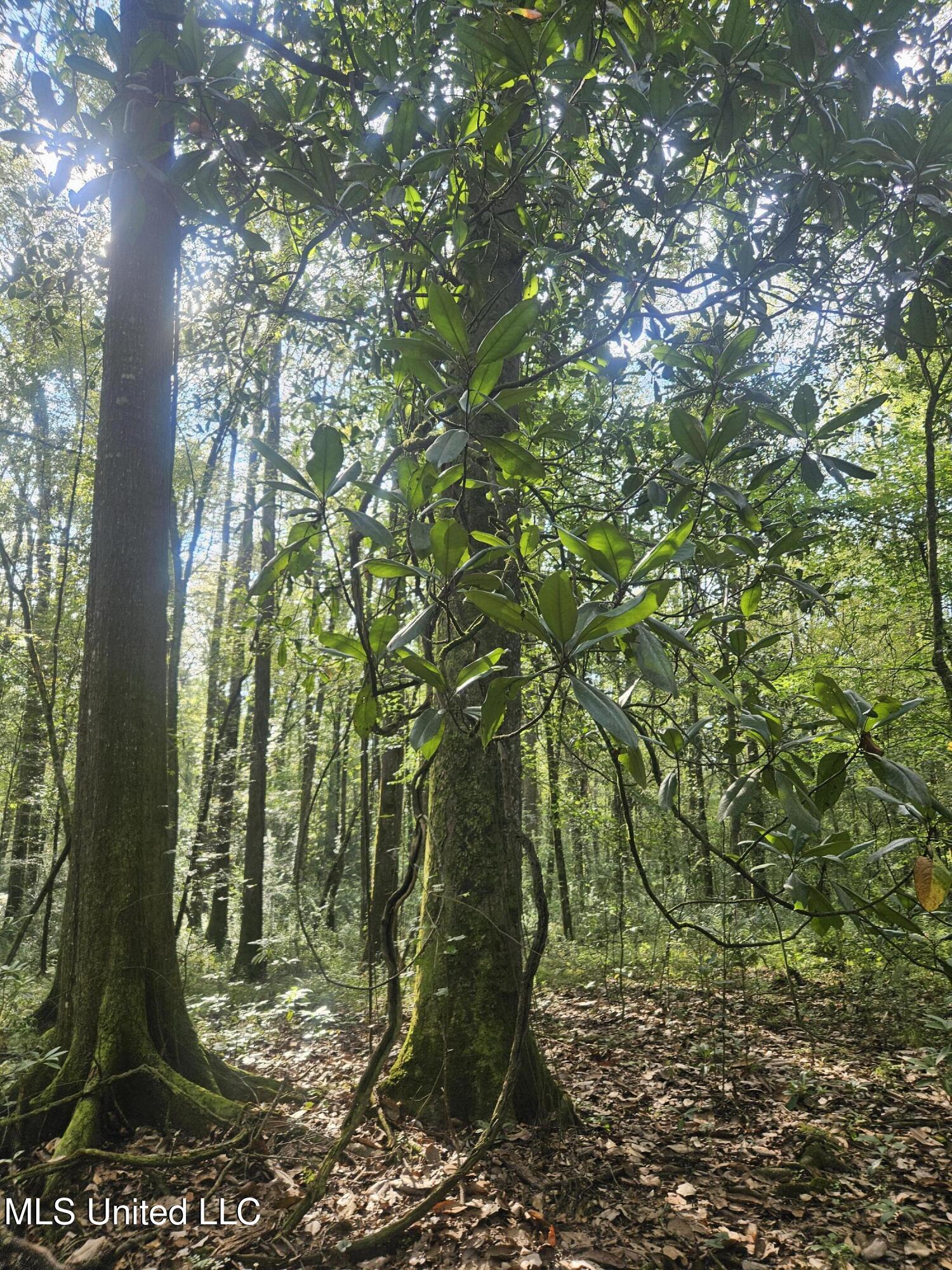 Simpson Hwy Mount Mount Olive, MS 39119 - Photo 43 of 82 20250903_093532
