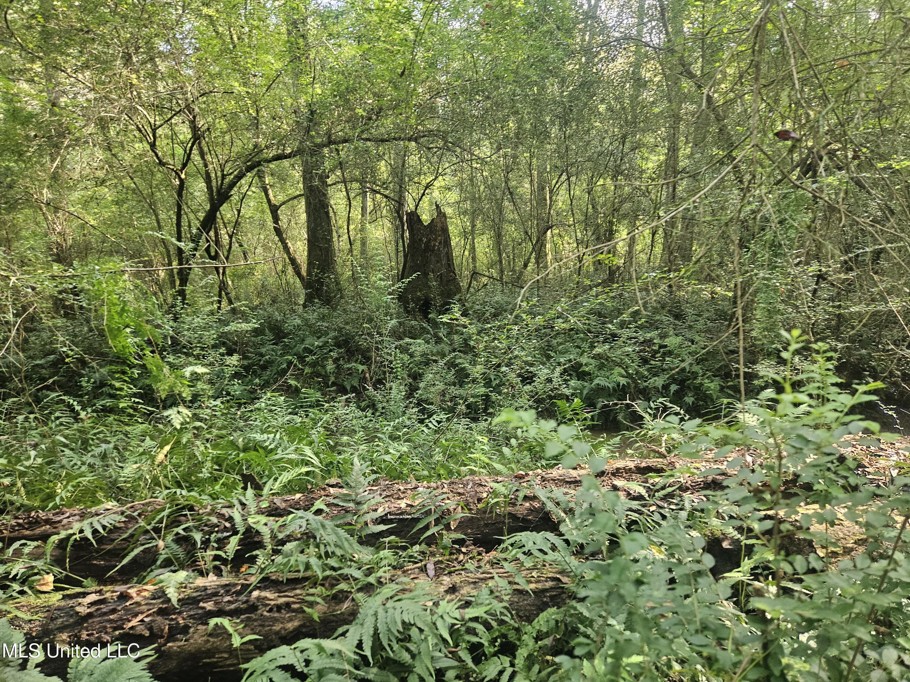 Simpson Hwy Mount Mount Olive, MS 39119 - Photo 45 of 82 20250903_093828