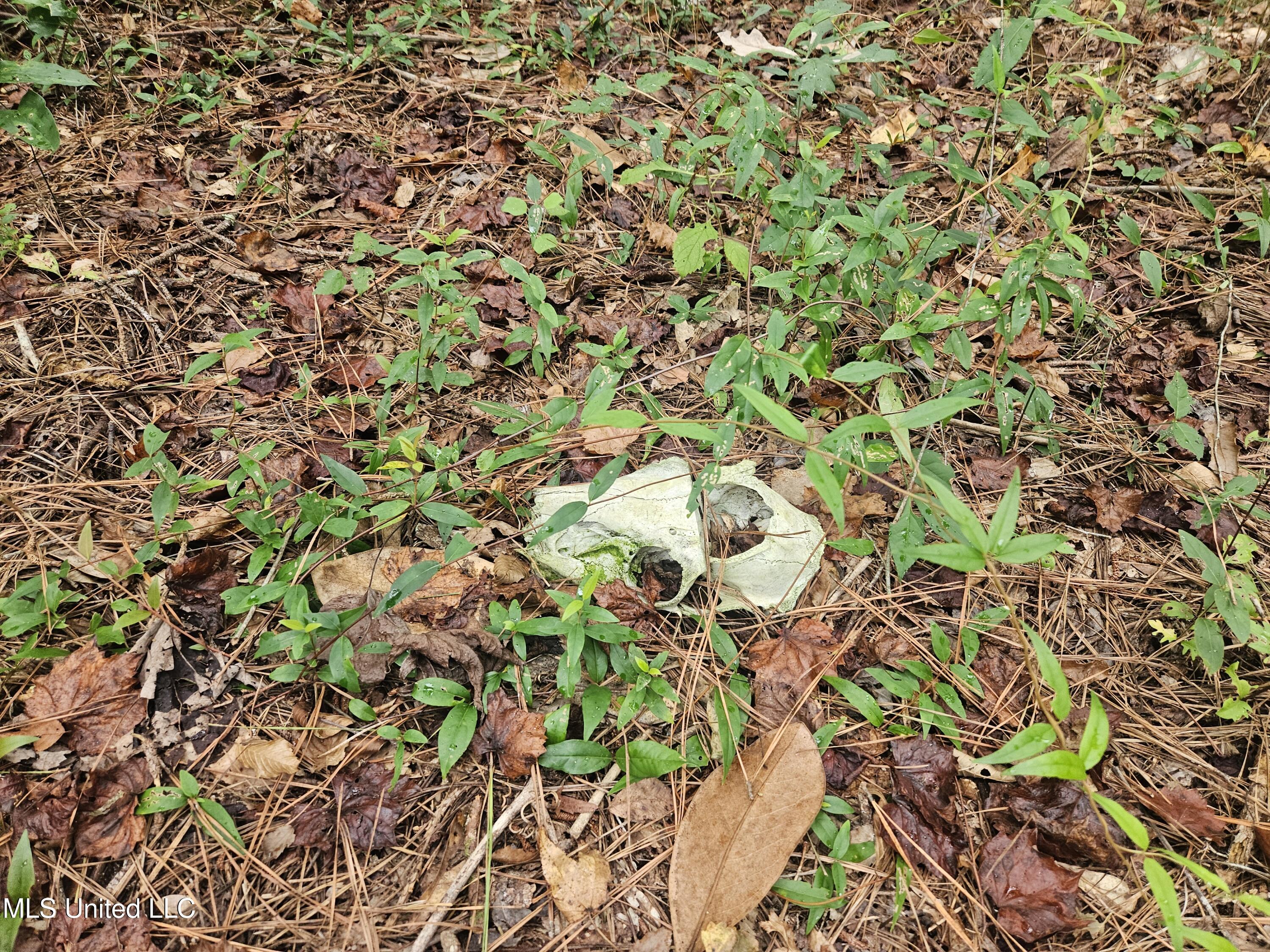 Simpson Hwy Mount Mount Olive, MS 39119 - Photo 9 of 82 20250902_092407