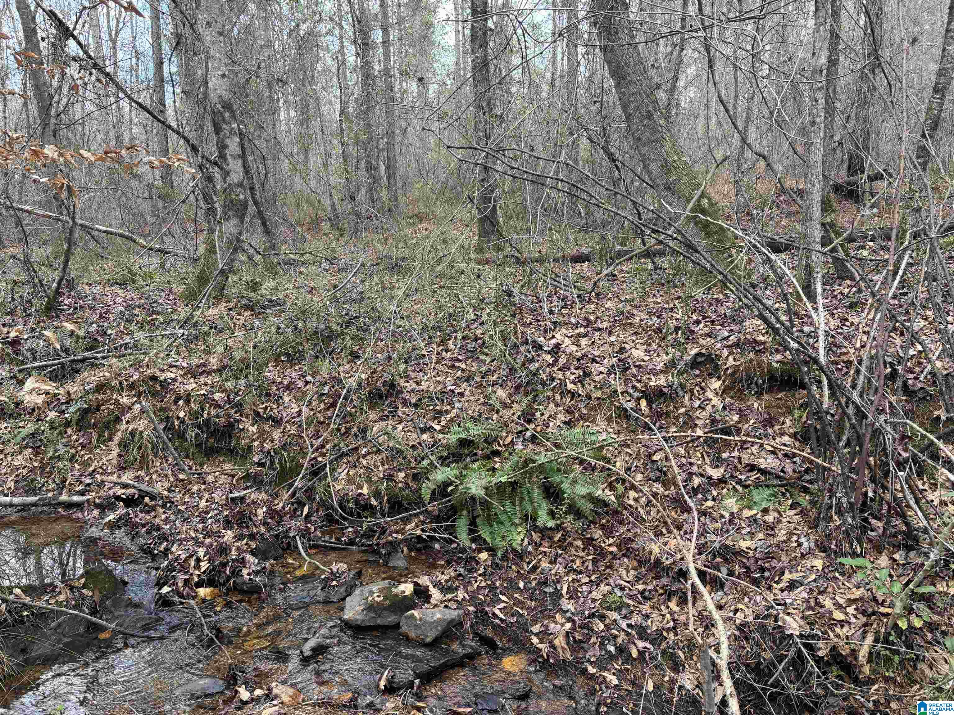831 County Road, Unit TRACT 3 30± Wadley, AL 36276 - Photo 9 of 14