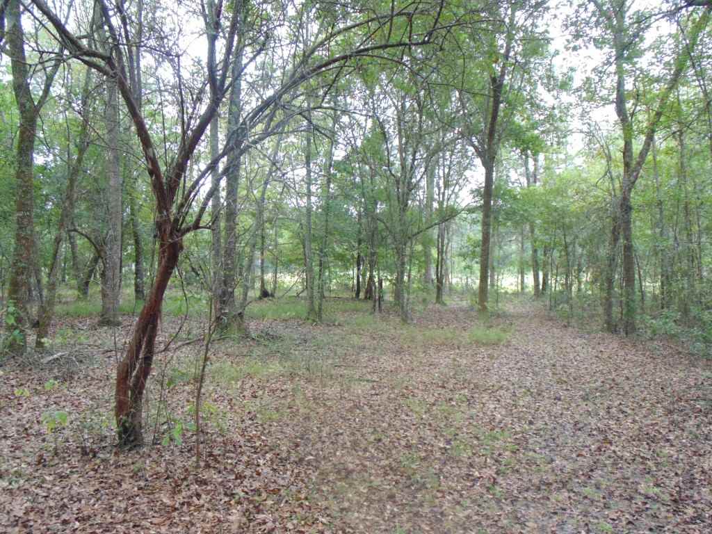 210 Pineview Road Monticello, FL 32344 - Photo 13 of 25 Gallery Image 13