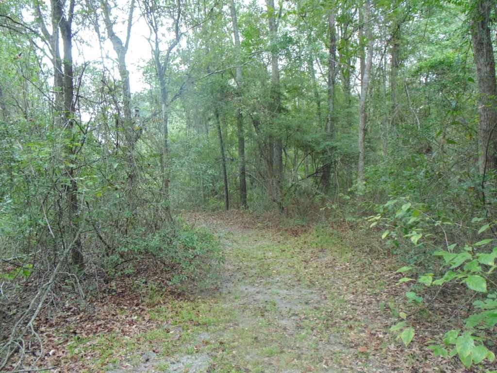 210 Pineview Road Monticello, FL 32344 - Photo 8 of 25 Gallery Image 8