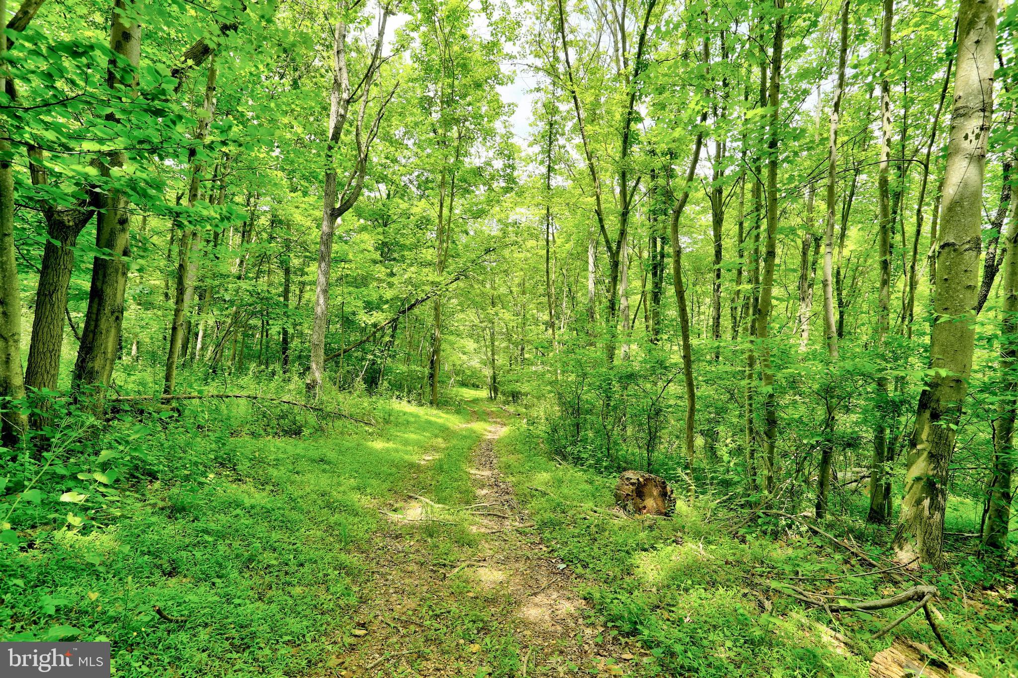 19991 Dutton Road Stewartstown, PA 17363 - Photo 48 of 61 Riding/walking trails leading down to the stream