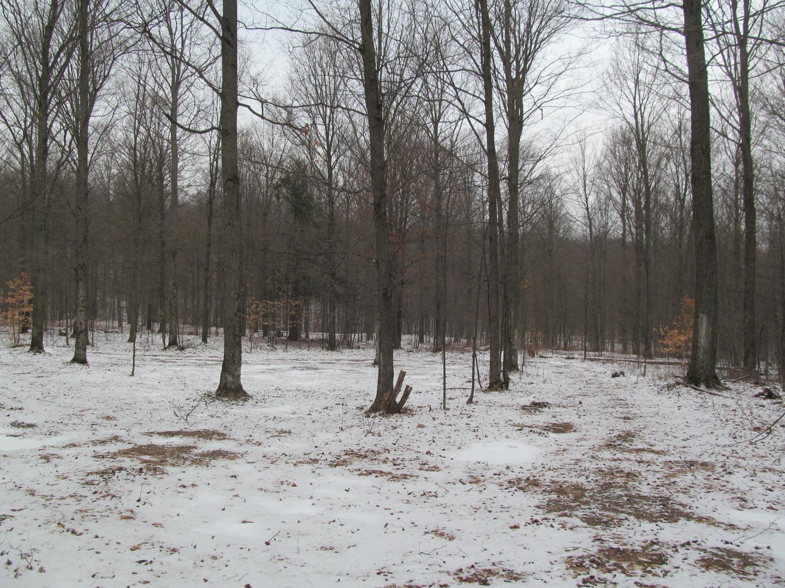 10-acres North 23 Road Mesick, MI 49668 - Photo 8 of 18