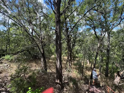 a view of a tree with a yard