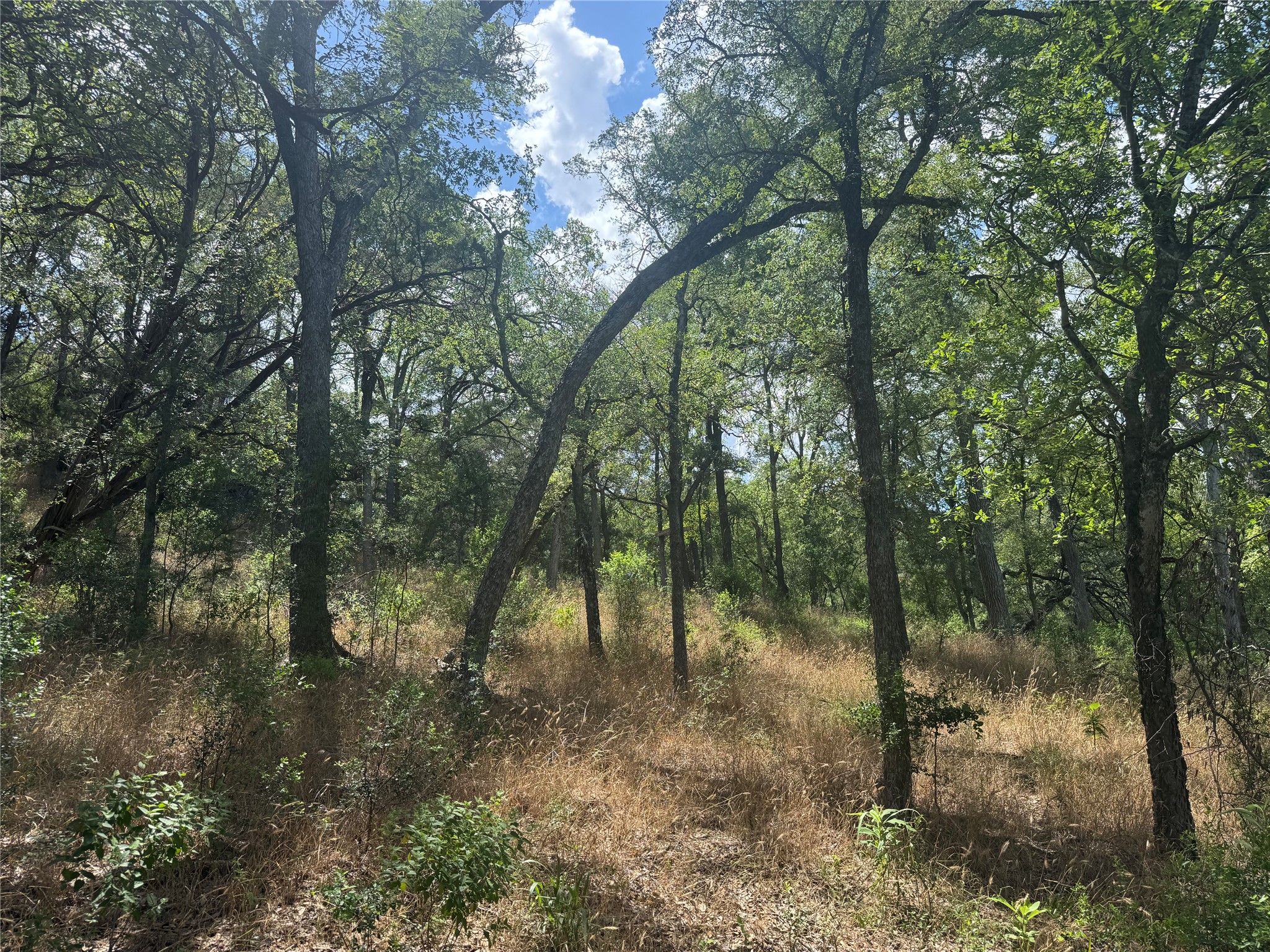 3633 Outback Trail Spicewood, TX 78669 - Photo 8 of 34 View of woods