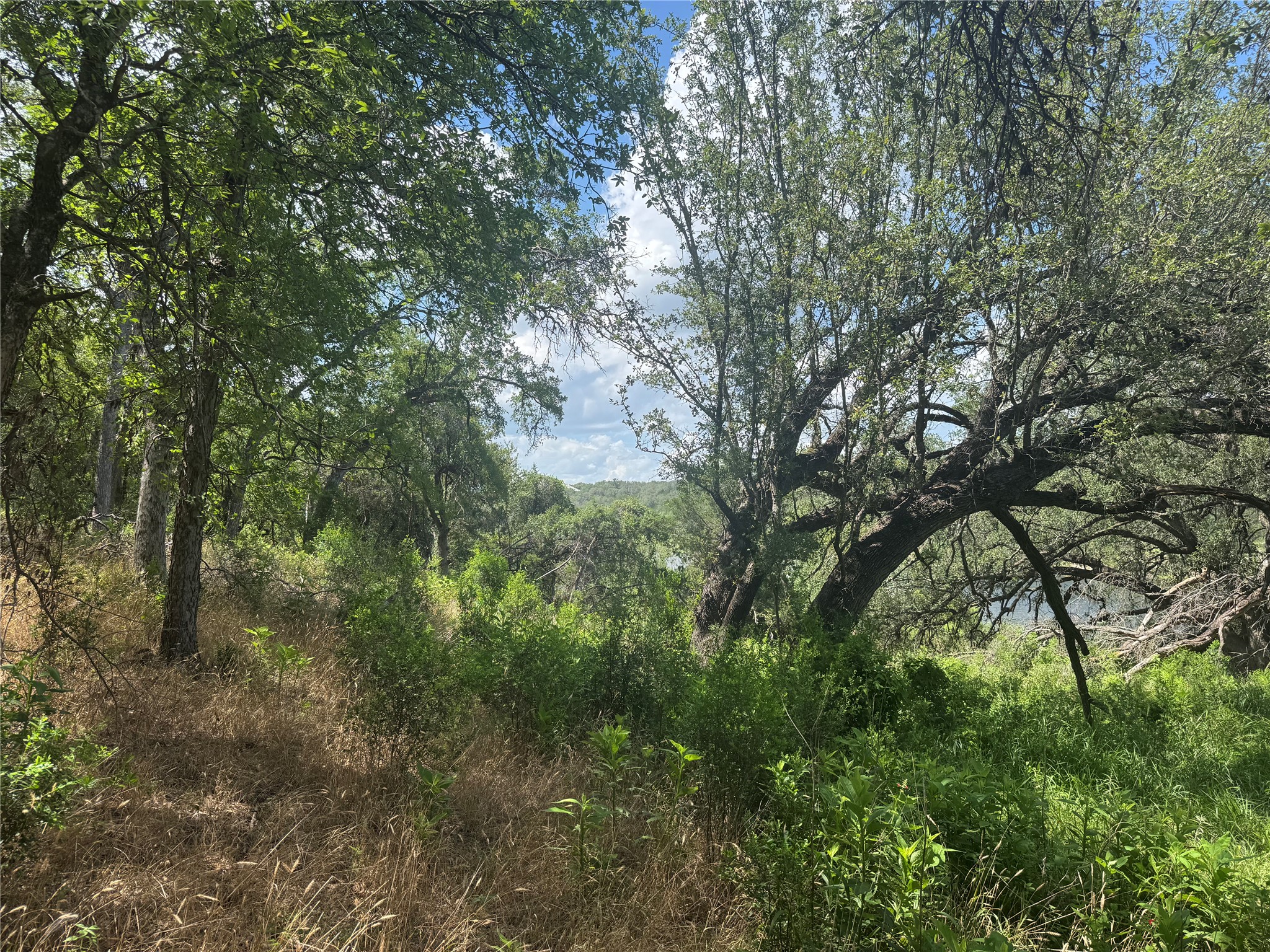3633 Outback Trail Spicewood, TX 78669 - Photo 9 of 34 View of wooded area