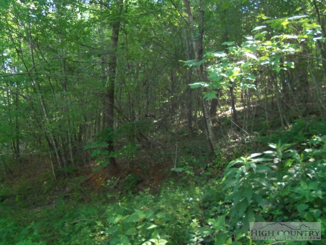 128 Jake Blackburn Road Lansing, NC 28643 - Photo 4 of 16 a view of a lush green forest