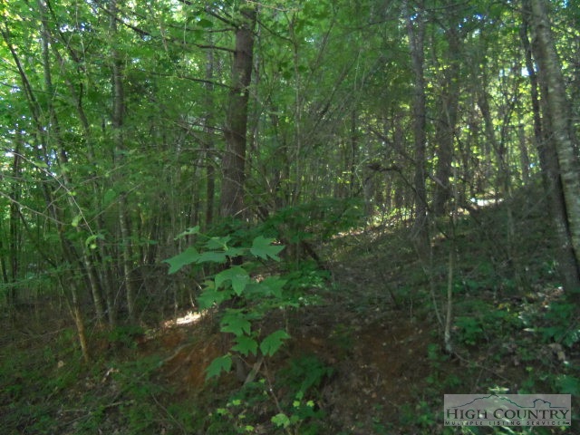 128 Jake Blackburn Road Lansing, NC 28643 - Photo 7 of 16 a view of a forest with a street