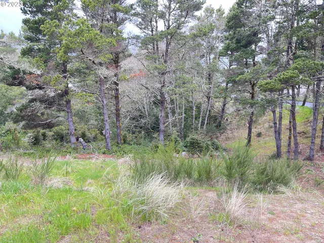 a view of a lush green forest
