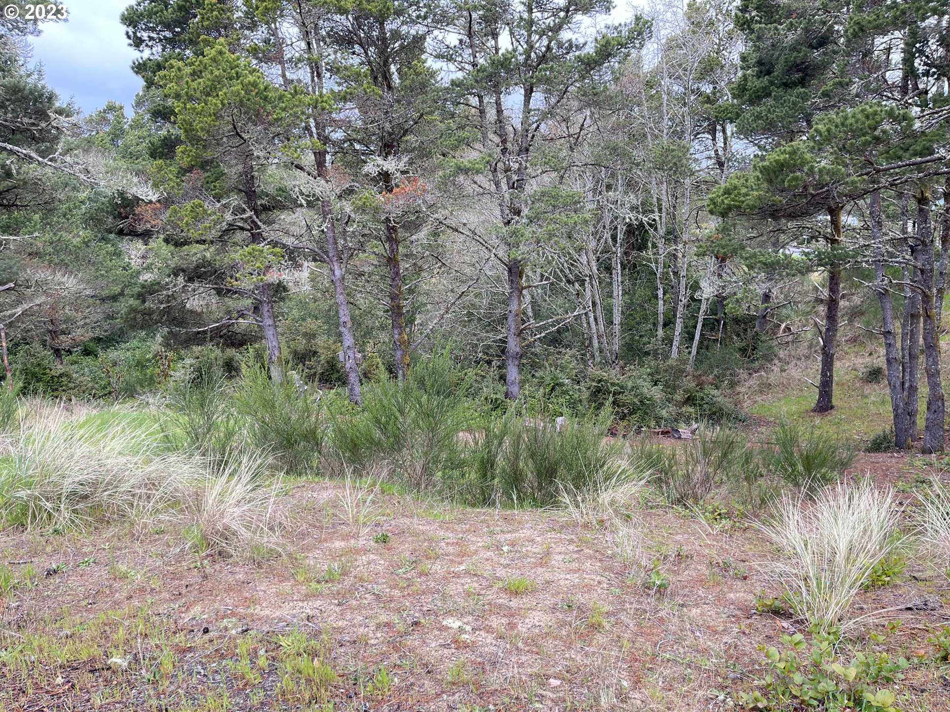 649 Ibolt Court Florence, OR 97439 - Photo 4 of 13 a view of a forest filled with trees