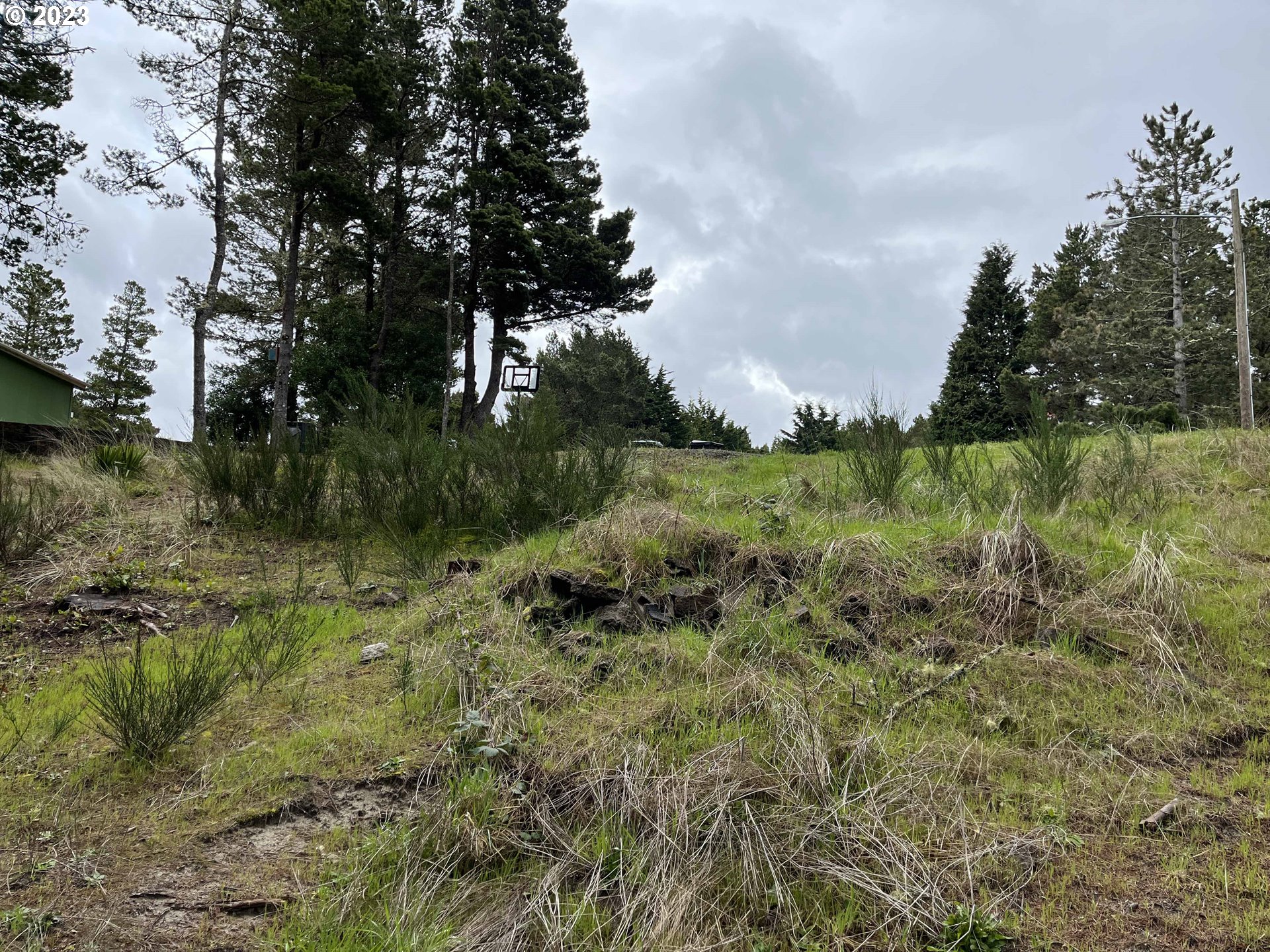 649 Ibolt Court Florence, OR 97439 - Photo 8 of 13 a view of a lush green forest with large trees