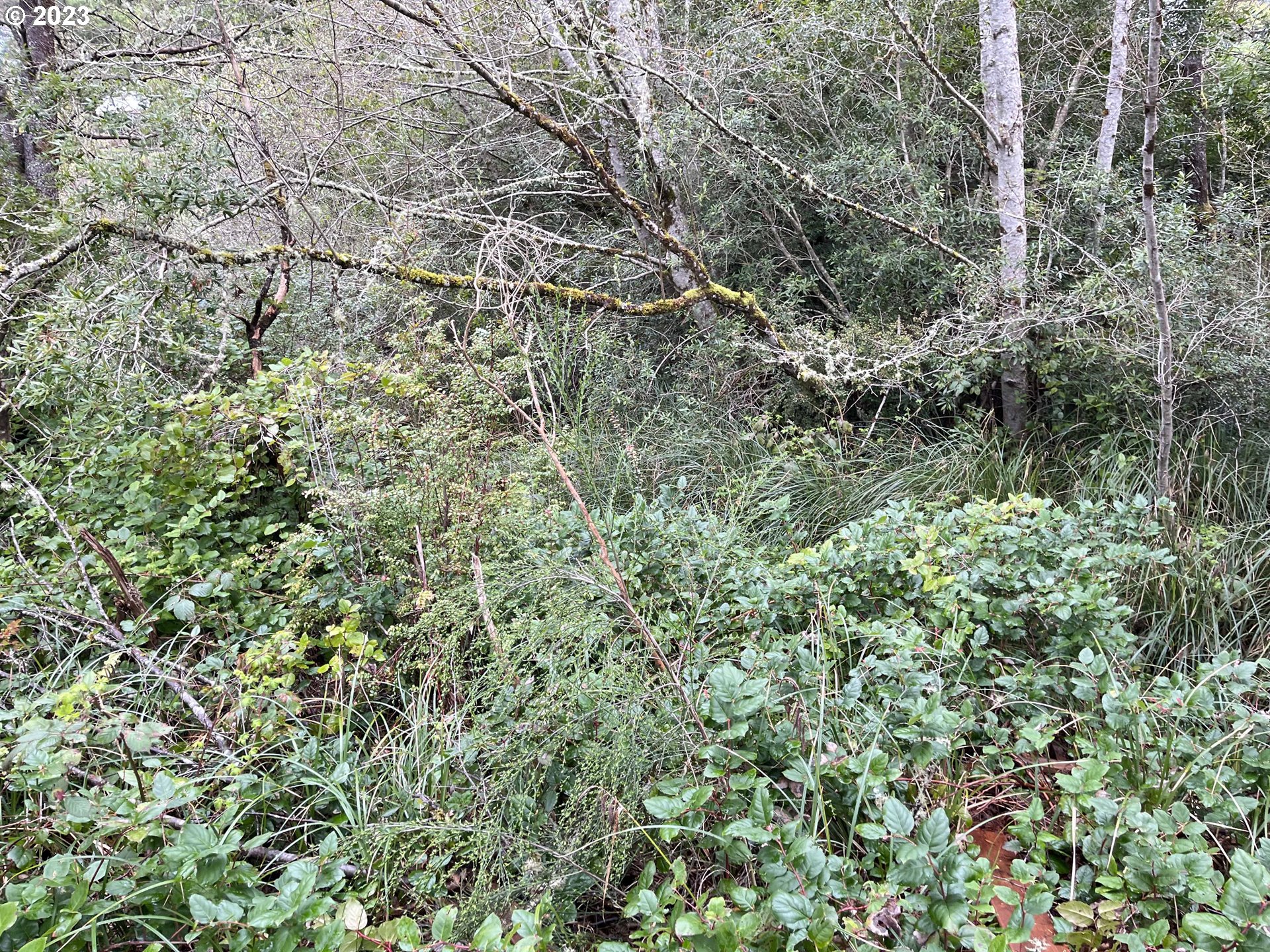 649 Ibolt Court Florence, OR 97439 - Photo 9 of 13 a view of a lush green forest with a tree