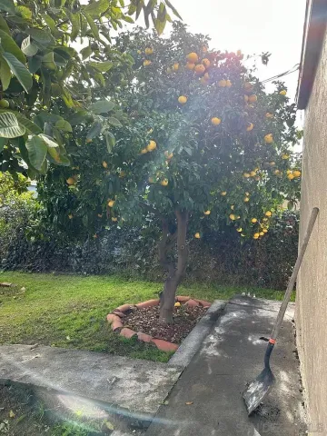 a view of a yard with large trees