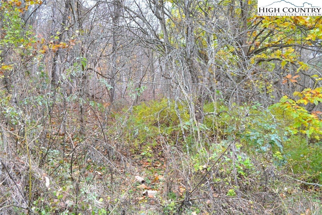 2510 Rich Hill Road Creston, NC 28615 - Photo 27 of 29 a backyard of a house with large trees