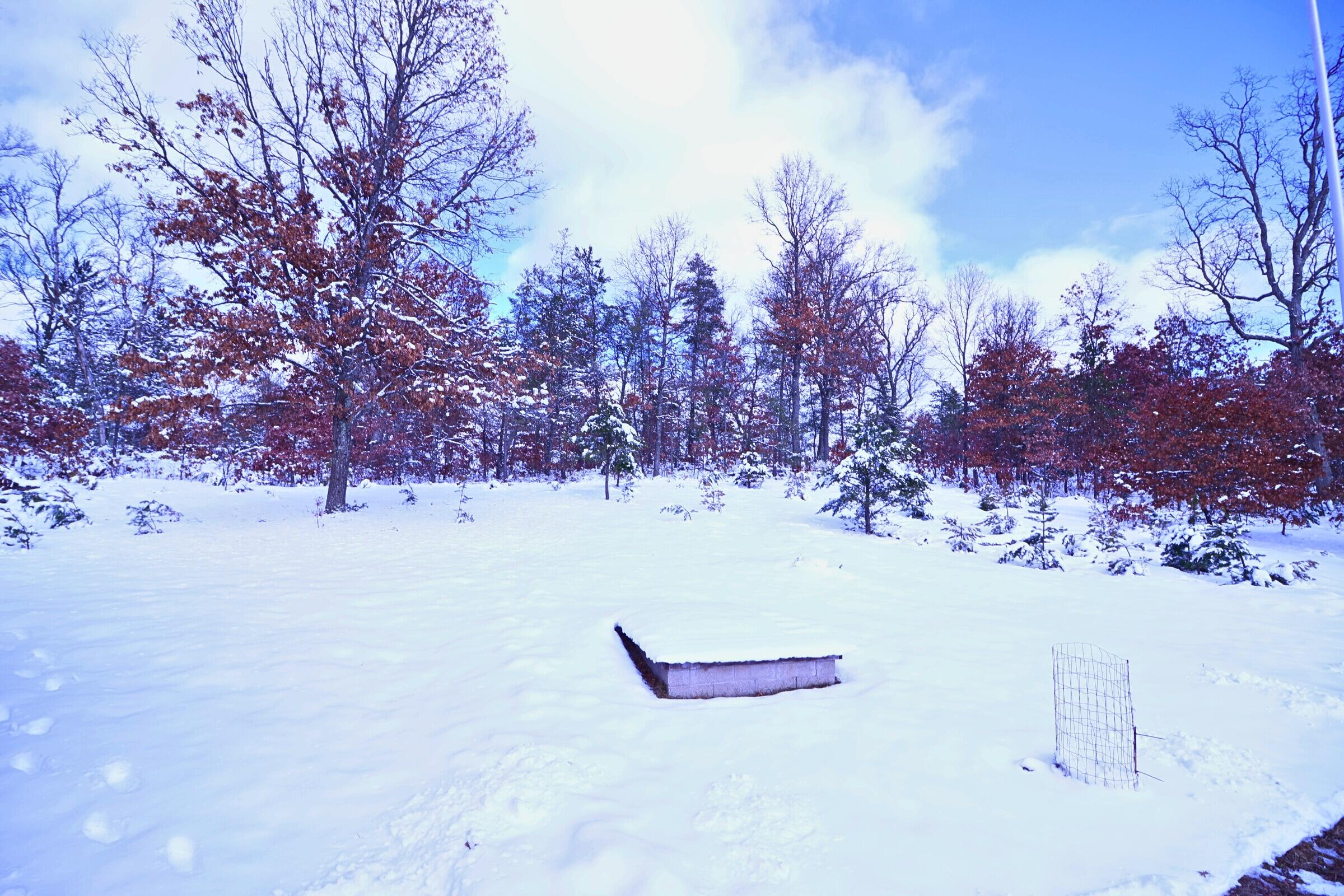 1278 West Pine Tree Road Luther, MI 49656 - Photo 25 of 29 Back yard view 2